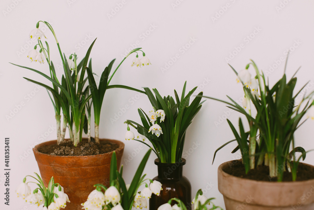 Gardening spring flowers in rustic home. Hello spring. Plants in pots and flowers in glass bottles Gardening spring flowers in rustic home. Hello spring. Plants in pots and flowers in glass bottles