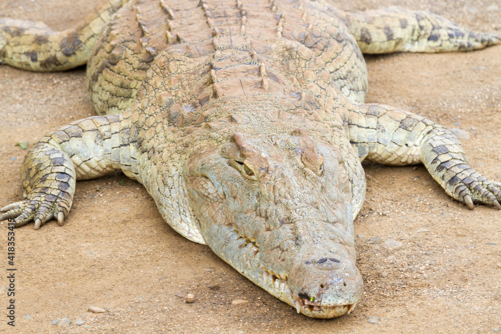 Fototapeta premium Close up of crocodile head in Kruger National Park