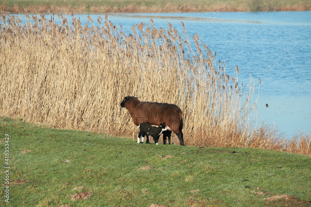 Brown sheep with two lambs walking on a dike