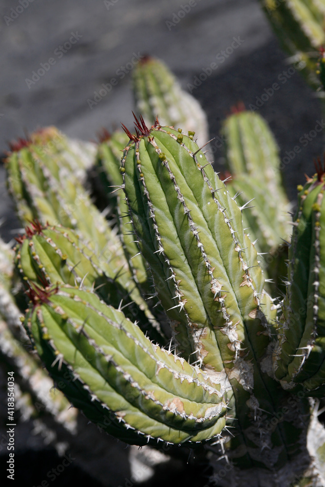 Naklejka premium CANARY ISLANDS LANZAROTE CACTUS