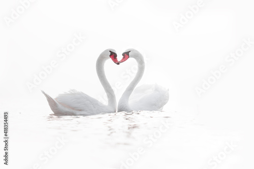 Fototapeta Naklejka Na Ścianę i Meble -  Heart shape of white swans in the sea, love