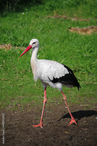 small stork is walking in the garden