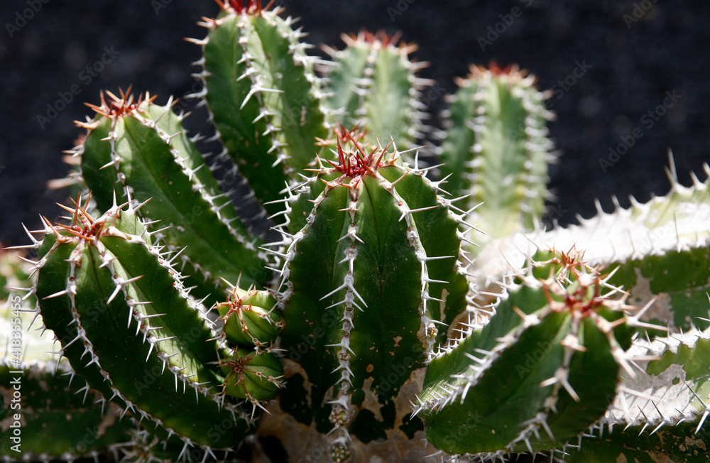 CANARY ISLANDS LANZAROTE CACTUS CANARY ISLANDS LANZAROTE CACTUS