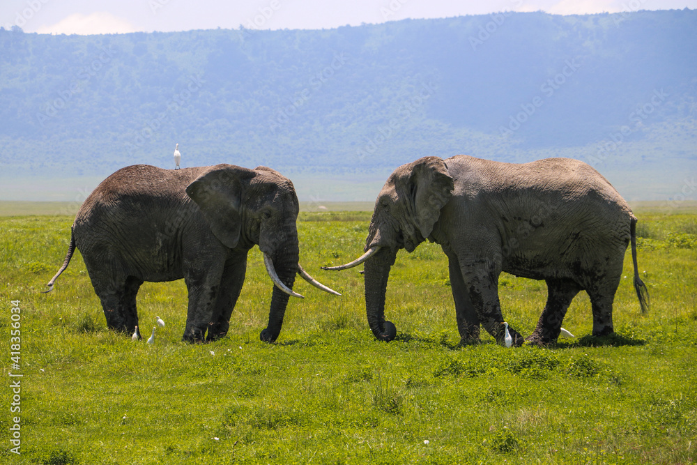 african elephant family in Ngorongoro national park, Tanzania