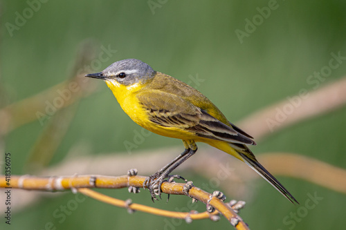 The Western Yellow Wagtail (Motacilla flava) is a small passerine in the wagtail family Motacillidae.