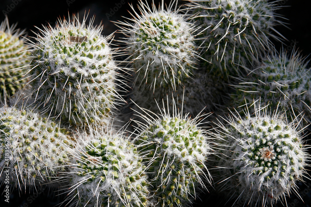 CANARY ISLANDS LANZAROTE CACTUS CANARY ISLANDS LANZAROTE CACTUS