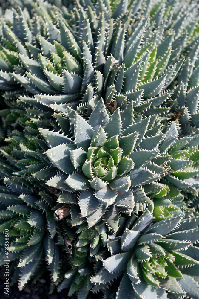 Fototapeta premium CANARY ISLANDS LANZAROTE CACTUS