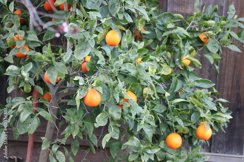 Orange tree with ripe oranges