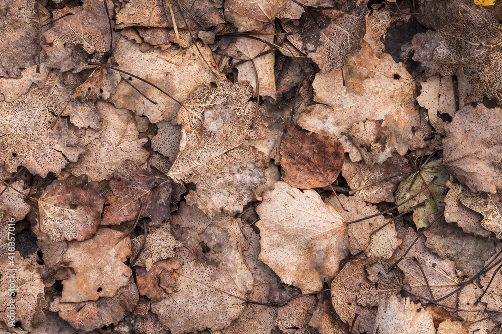 fall brown lying leaves and pine needles season background, autumn nature texture of a ground, fallen leaf backdrop fall brown lying leaves and pine needles season background, autumn nature texture of a ground, fallen leaf backdrop