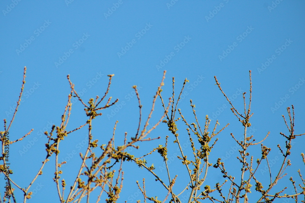 Bare oak tree against blue sky Bare oak tree against blue sky