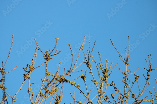 Bare oak tree against blue sky 