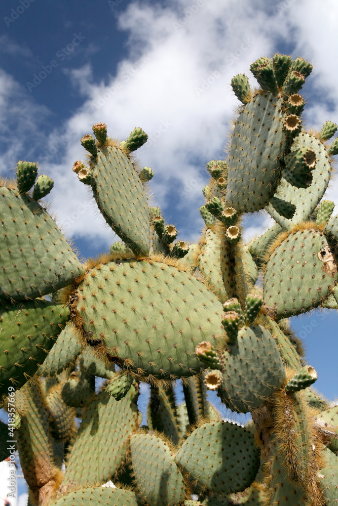 CANARY ISLANDS LANZAROTE CACTUS CANARY ISLANDS LANZAROTE CACTUS
