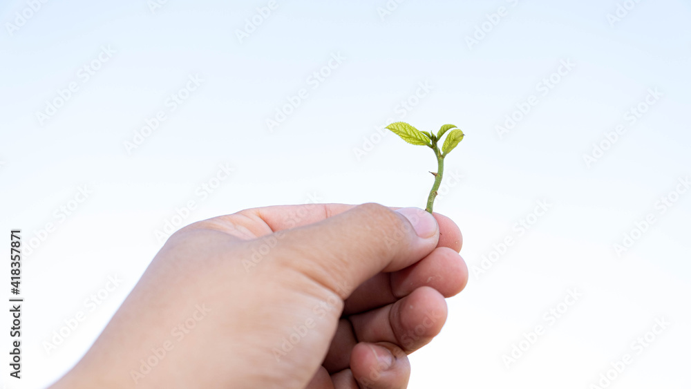 The growth of young shoots, small trees The growth of young shoots, small trees