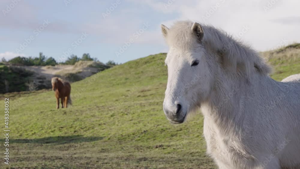 A cinematic slow motion 4K shot of a beautiful white horse standing in a green field in the nature of Terschelling, on e bright sunny day. A brown horse is strolling and grazing in the background. A cinematic slow motion 4K shot of a beautiful white horse standing in a green field in the nature of Terschelling, on e bright sunny day. A brown horse is strolling and grazing in the background.