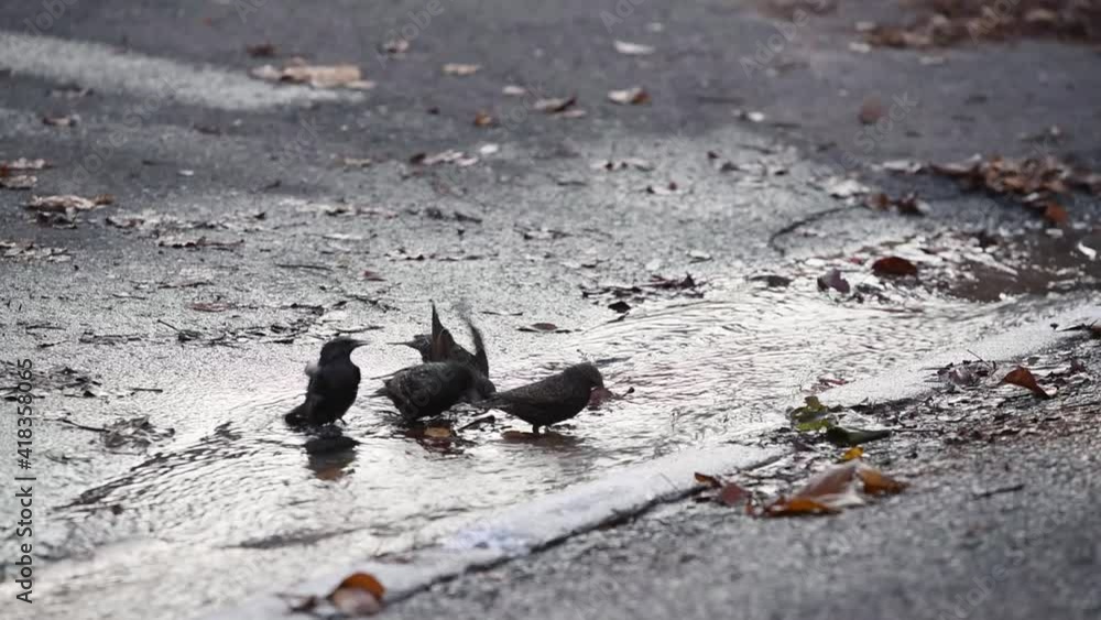 birds take a bath in running rain water on a city street by the curb.