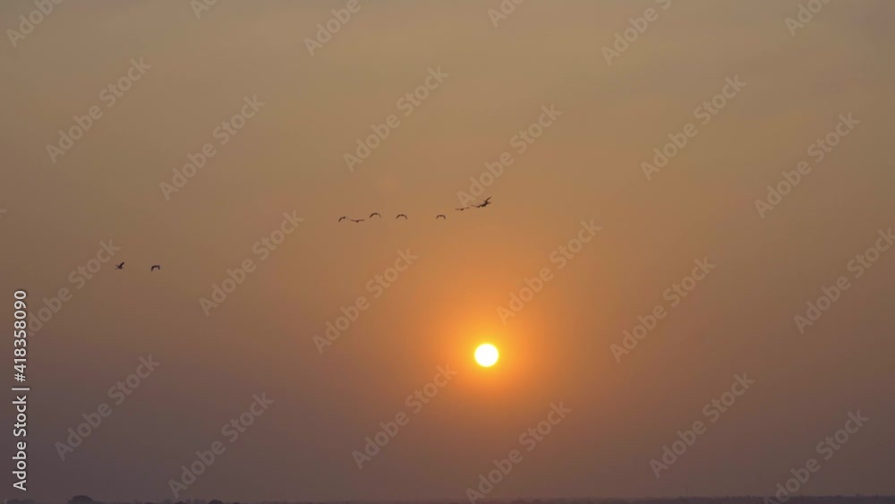 sunset birds migratory birds flying into by the lake osmanabad India osmanabad sunset birds migratory birds flying into by the lake osmanabad India osmanabad