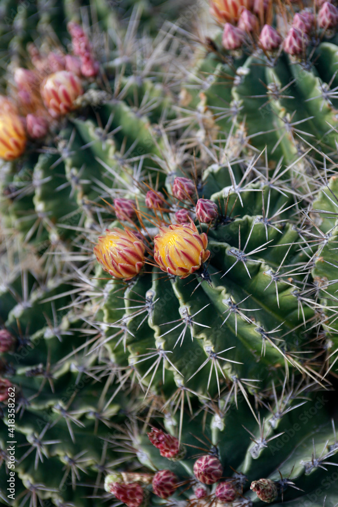 CANARY ISLANDS LANZAROTE CACTUS
