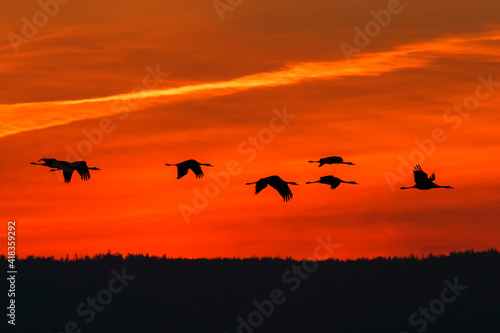 Beautiful sunrise with a flock of Cranes in the sky photo