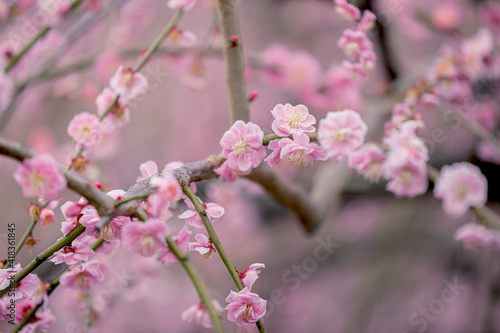 梅林の春景色 © mtaira