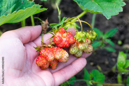 Photography Strawberry plant in farmers hands growing on garden bed with deformed berries because of boron deficiency