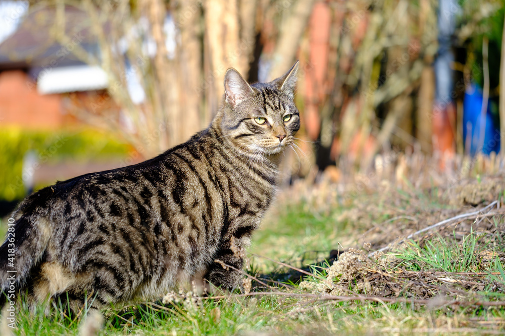 gray tiger domestic cat roams a garden