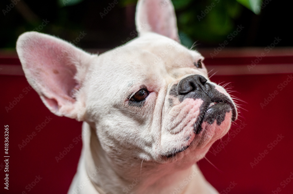 French Bulldog head portrait. Close up portrait of frenchie head, white dog with wrinkles, natural light
