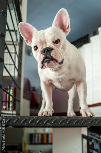 White French Bulldog indoors. Dog is standing on topf of indoor stairs. Dog in household, pets