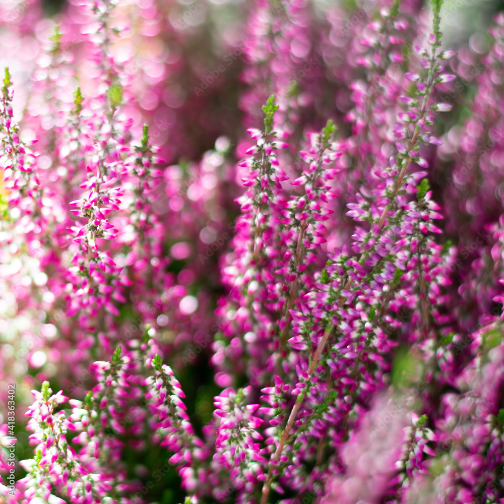 Square format of sunlit floral background with pink Heather flowers common known as Callluna Vulgarus, bokeh effect. Botanical background with shining sparkles in square format Square format of sunlit floral background with pink Heather flowers common known as Callluna Vulgarus, bokeh effect. Botanical background with shining sparkles in square format