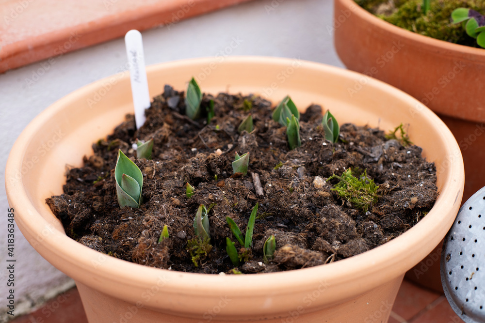 Spring bulbs starting to grow in terra cotta pot. Spring bulbs starting to grow in terra cotta pot.