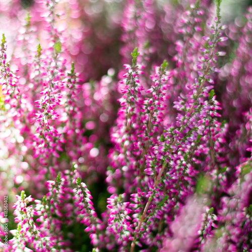 Square format of sunlit floral background with pink Heather flowers common known as Callluna Vulgarus  bokeh effect. Botanical  background with shining sparkles in square format