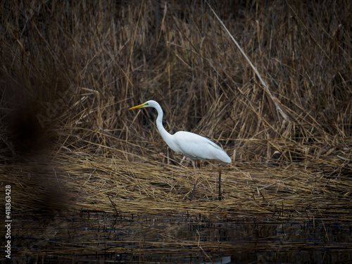 white egret stands on the shore of a lake and the water is calm