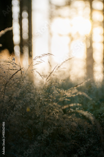 Wallpaper Mural Šumava - Pancíř - Czechia Torontodigital.ca