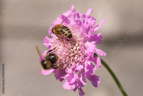 Two honey bees feeding on a Scabious Pink Mist flower head