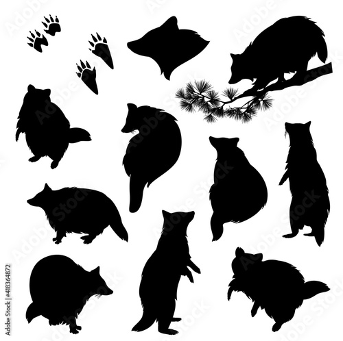 raccoon (Procyon lotor) black and white vector silhouette set - standing, walking, crawling animal with footprints and profile head outline