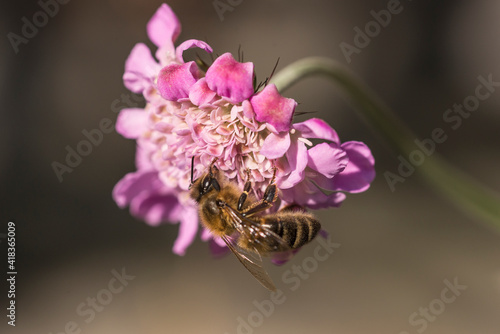 Honey bee on Scabious Pink Mist pincushion flower head