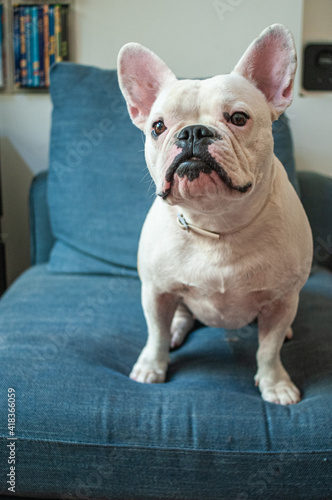 White French Bulldog indoors. Dog is sitting on couch, indoor shot, lifestyle. Pet in house, dog on furniture © anna pozzi
