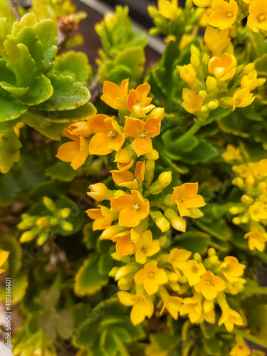 Yellow flowers background. Succulent blooming.