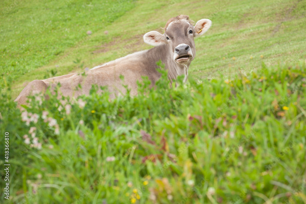 A brown alpine cow in a green pasture in Dolomites area A brown alpine cow in a green pasture in Dolomites area