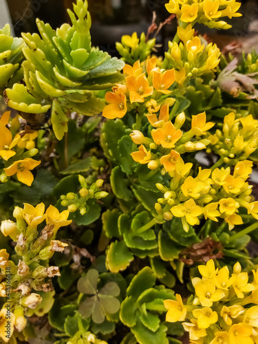 Succulent, fleshy plant with yellow, star-shaped flowers, grouped in clusters.