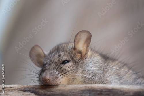 Brown rat (Rattus norvegicus), gray rat perched on woods at rest hidden in the house.