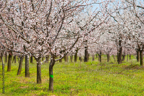 Fotografia Almond trees