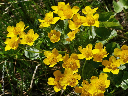 spring primroses marsh marigold or caltha, bright yellow flowers with stamens close-up