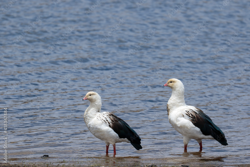 ANDEAN GOOSE (Oressochen melanopterus), beautiful high Andean bird perched on the shores of Lake Pomacocha ANDEAN GOOSE (Oressochen melanopterus), beautiful high Andean bird perched on the shores of Lake Pomacocha