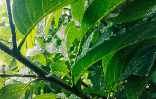 Green leaves with water drops on their surface. Green foliage background.