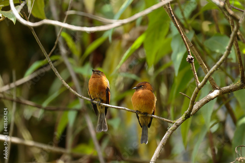 CINNAMON FLYCATCHER (Pyrrhomyias cinnamomeus) beautiful specimen perched alone on some branches in the cloud forest. Uchubamba - Peru photo