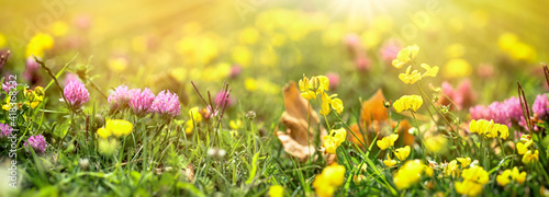Fototapeta Naklejka Na Ścianę i Meble -  Flowering clover and yellow flower in meadow, flowers lit by sun rays, beautiful nature in spring