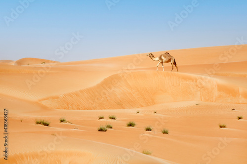Middle eastern camel walking in the desert in UAE