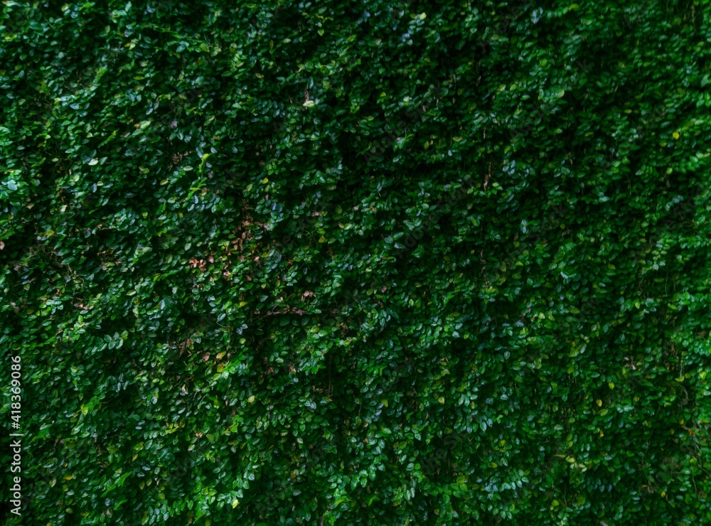 green moss background green moss background