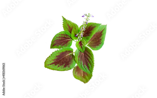 Photography Red and green leaves of the coleus plant isolated on white background