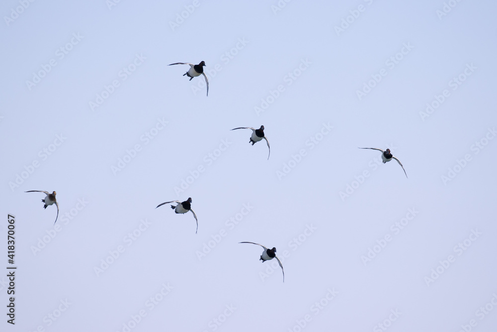 flock of canvasback ducks gliding in to a landing.
